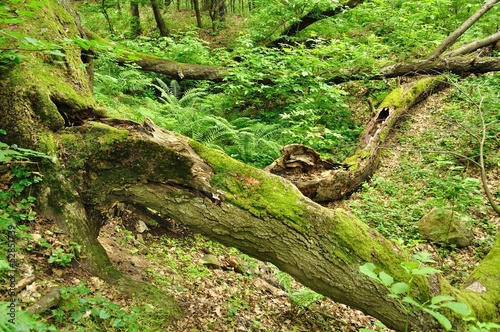 An old tree trunk lying in green forest