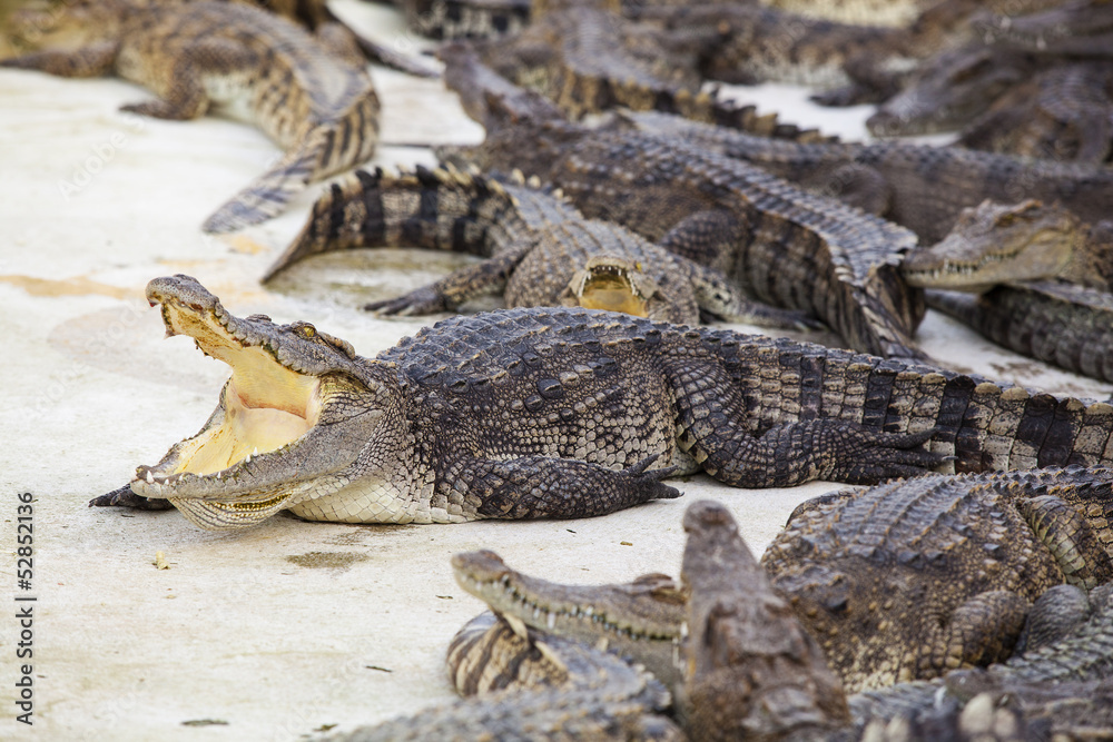Obraz premium Crocodile on a white background.