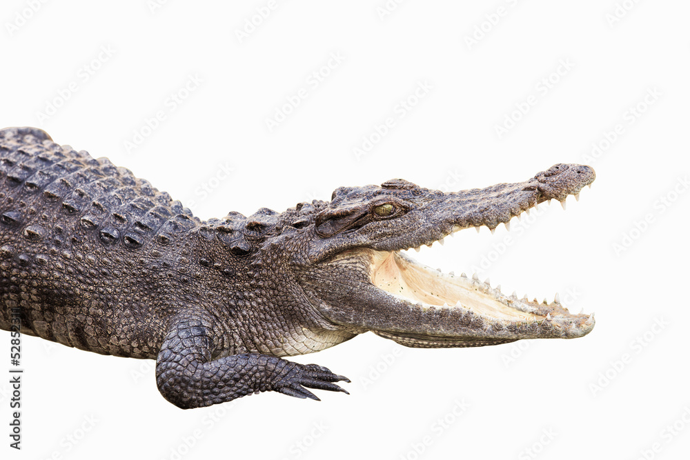 Naklejka premium crocodile