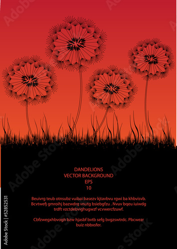 dandelions and meadow in silhouette, vector background