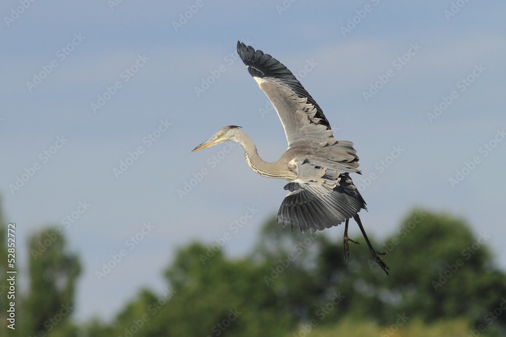 Obraz premium Grey Heron, Ardea cinerea flying