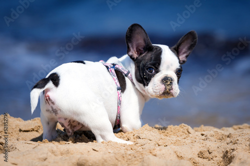 French bulldog puppy playing on the beach