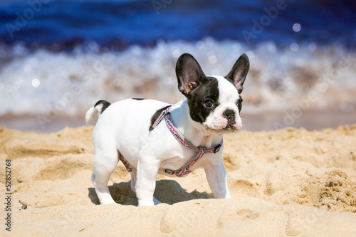 Fototapeta Naklejka Na Ścianę i Meble -  French bulldog puppy playing on the beach