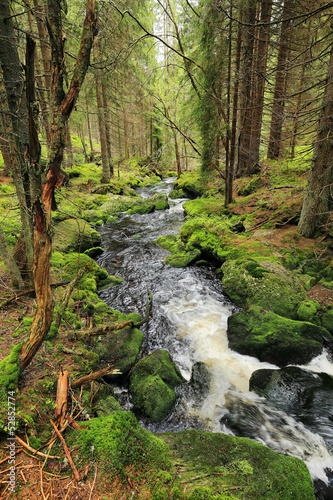 Creek from the green Wilderness in the spring Mountains, Czech