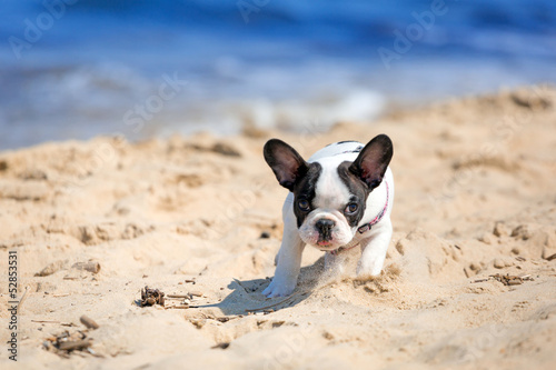 French bulldog puppy running on the beach