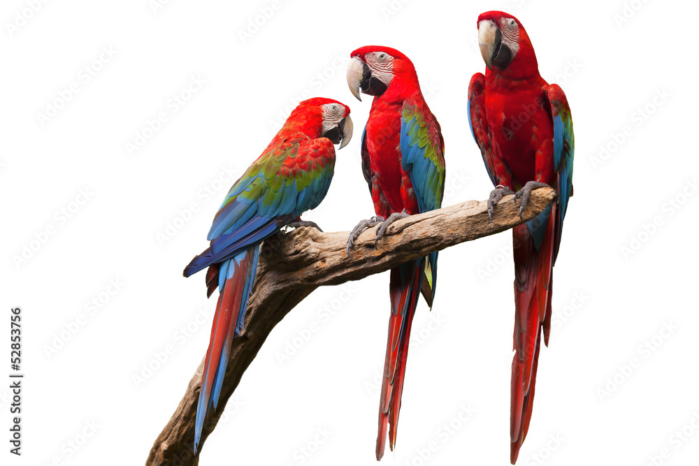 Obraz premium papuga