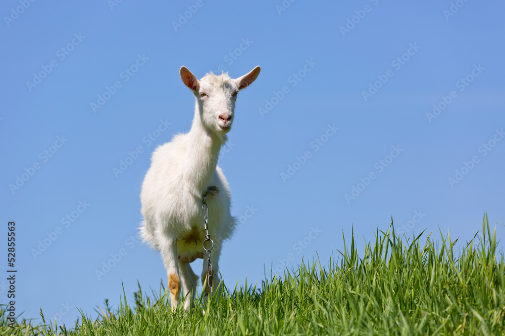 Fototapeta premium goat on green meadow
