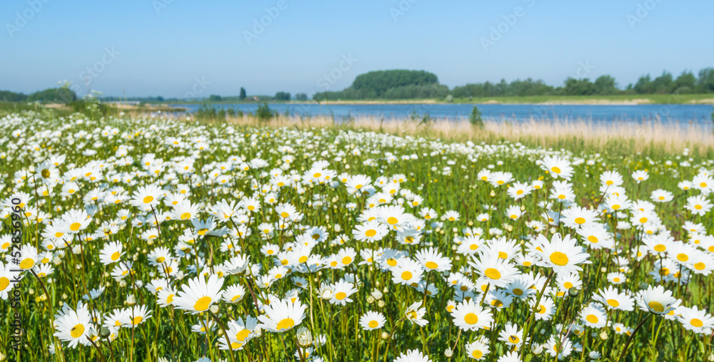 Wild flowering oxeye daisies