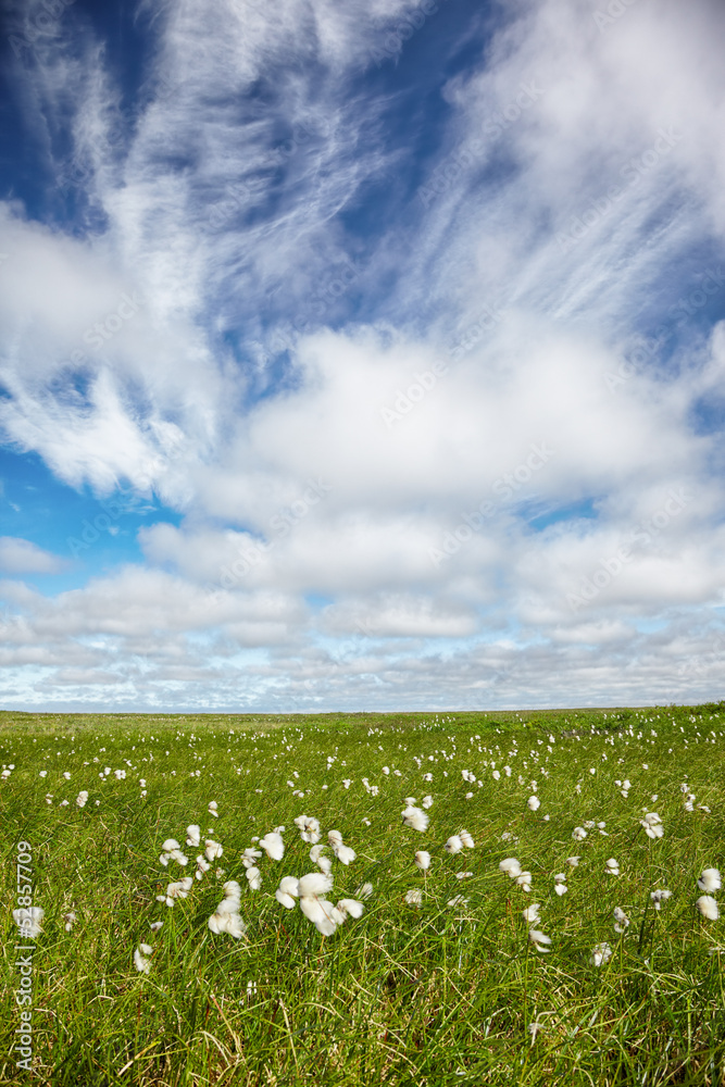 Cotton grass tundra