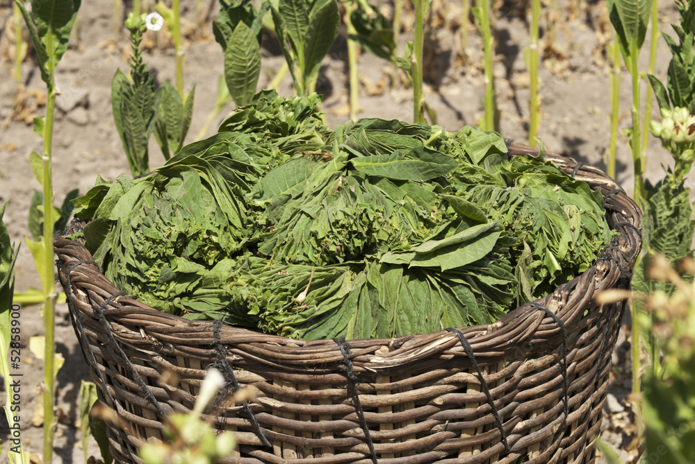 Naklejka premium tobacco leaf