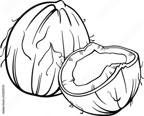 coconut illustration for coloring book
