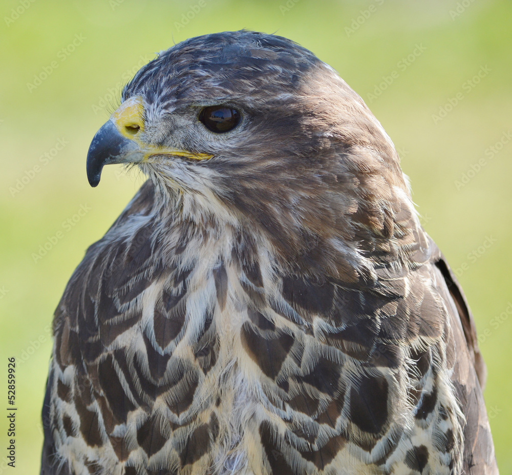 Head and Shoulders of a Buzzard (Buteo buteo) Head and Shoulders of a Buzzard (Buteo buteo)
