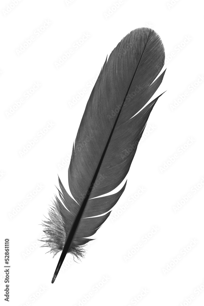 feather on a white background
