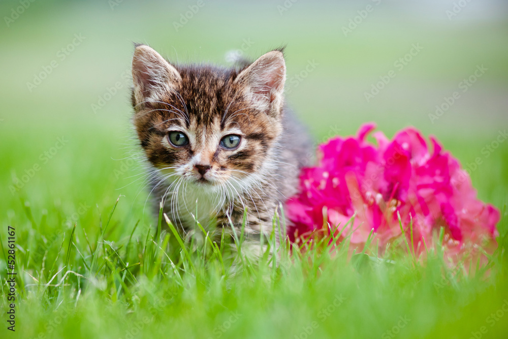 adorable kitten with a flower