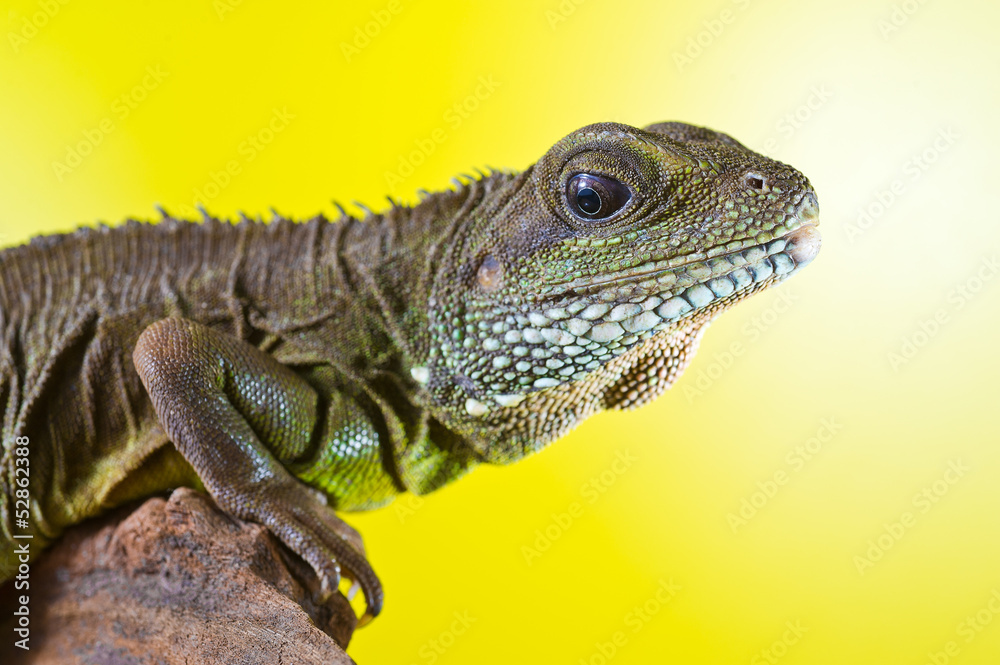 Obraz premium Portrait of beautiful water dragon lizard reptile sitting on a b