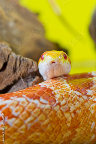 Beautiful red albino corn snake reptile on yellow green blurred