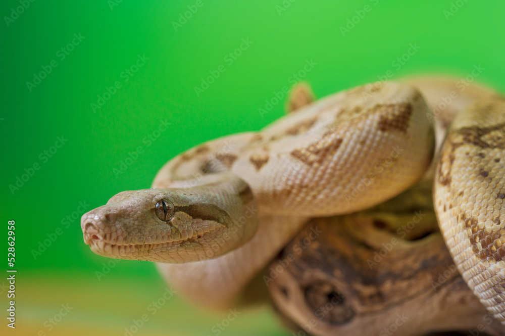 Boa constrictor reptile snake close up macro portrait Boa constrictor reptile snake close up macro portrait
