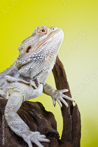 Bearded dragon reptile lizard on a branch on green yellow blurre