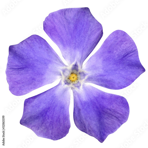 Purple Flower - Periwinkle - Vinca minor - isolated on White