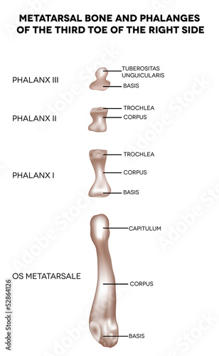 Bones of the foot