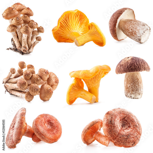 Collection of Edible wild mushroom isolated on white