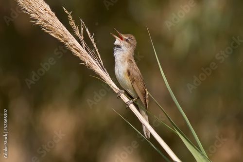 Great Reed Warbler Singing