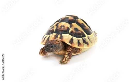 Hermann's tortoise on white