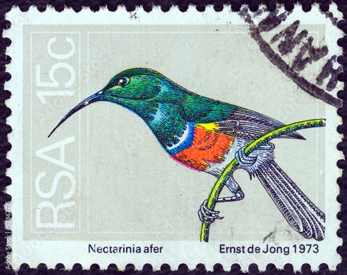 Greater double-collared sunbird (South Africa 1974) photo