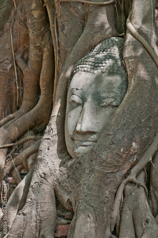 Buddha head encased in tree roots Buddha head encased in tree roots
