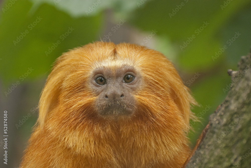 Golden lion tamarin Golden lion tamarin