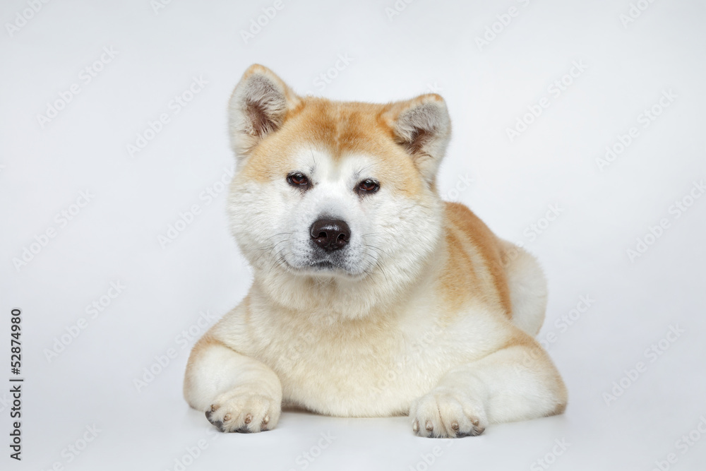 Akita inu dog portrait