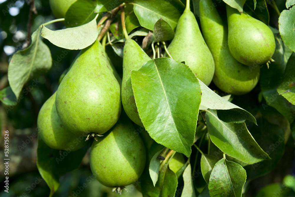 Pears on a tree branch closeup . Pears on a tree branch closeup .