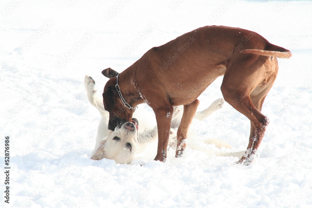Spielende junge Hunde im Schnee Spielende junge Hunde im Schnee