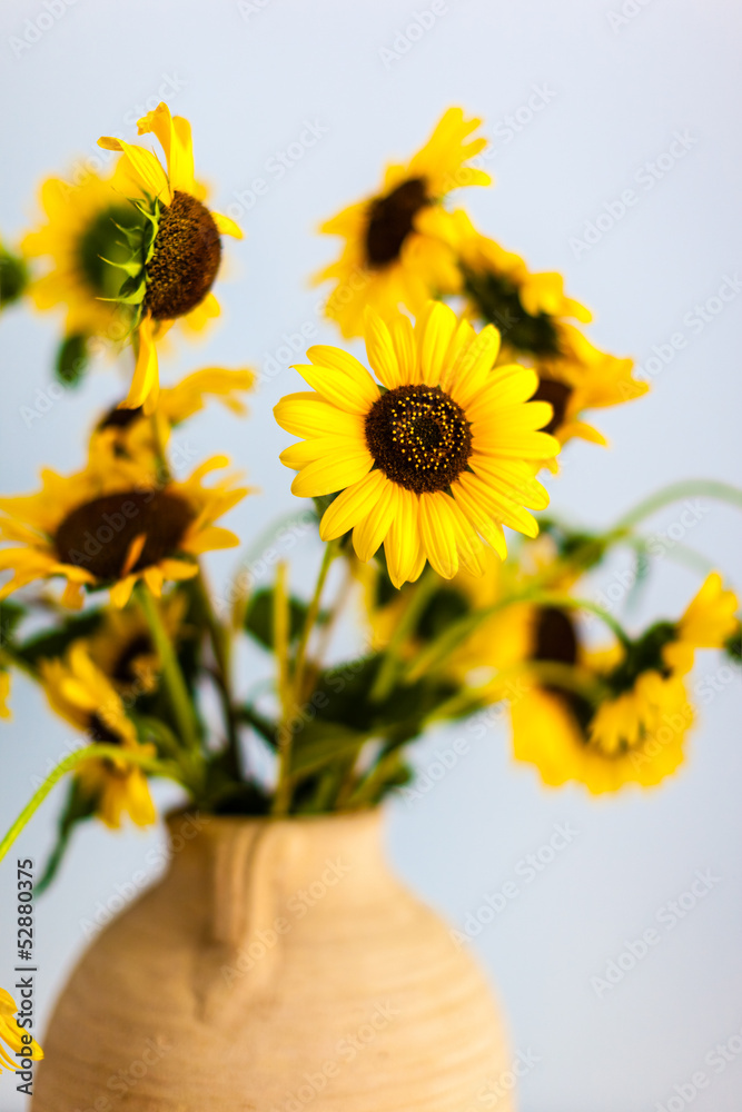 Obraz premium sunflowers Closeup
