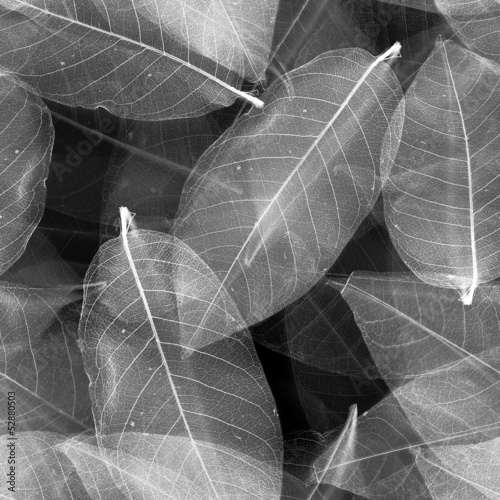 Seamless  leaves black and white background. #52880503