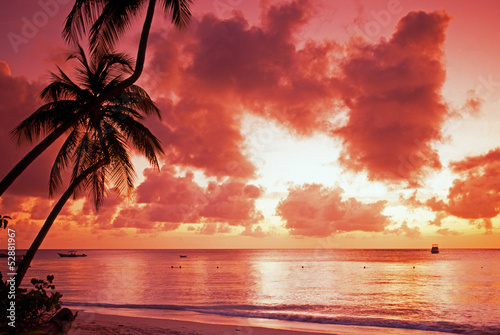 Palm tree at sunset, Tobago, Caribbean © Arena Photo UK