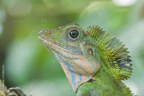 Portrait of a male angle head lizard, Gonocephalus grandis