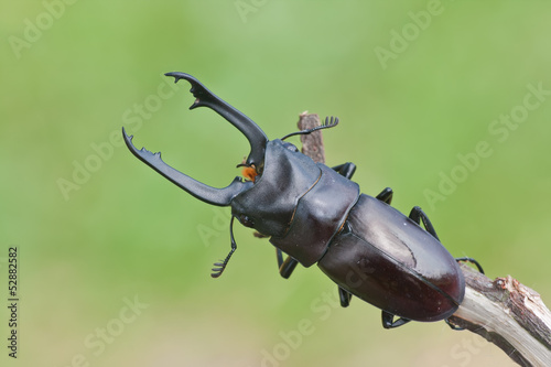 Black stag beetle. Prosopocoilus buddha.