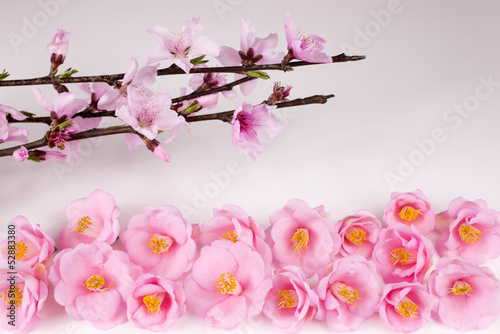 桃の枝とツバキの花々