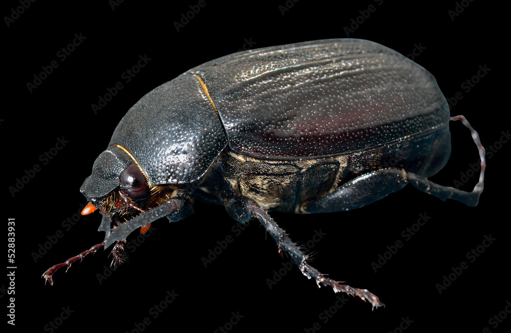 Naklejka premium Beetle chafer 1