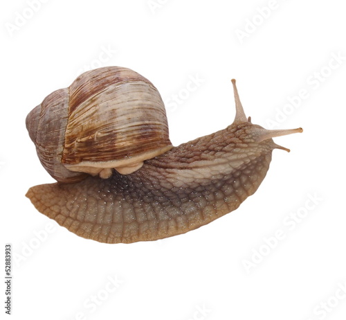 Garden snail (Helix aspersa) isolated on white background