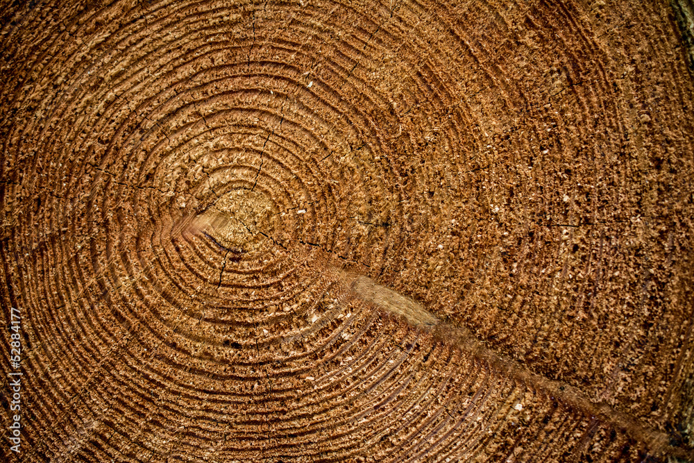 Naklejka premium wood backgroung