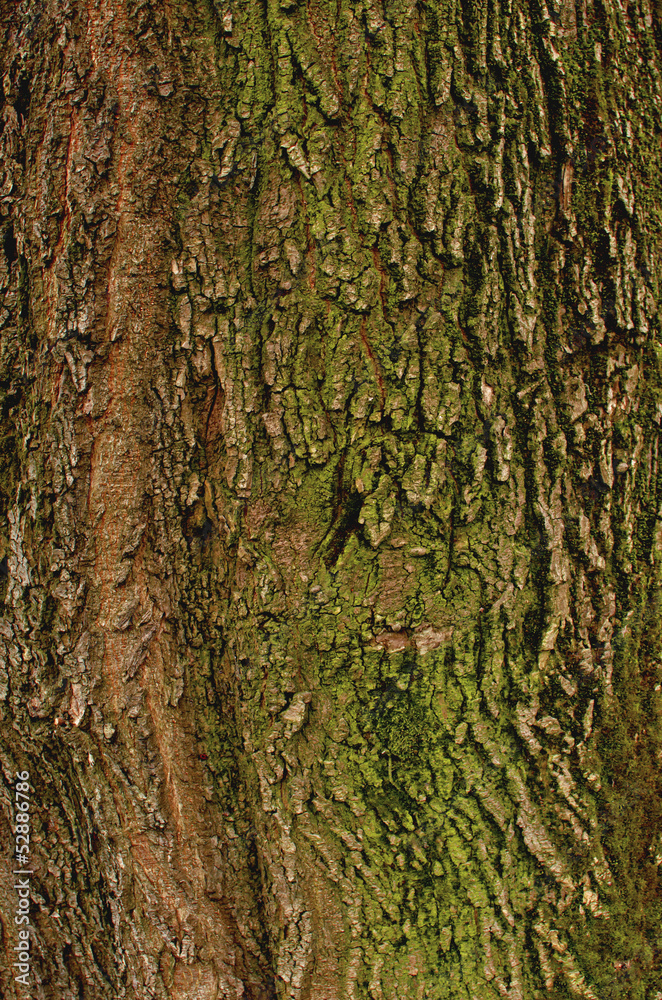 Obraz premium Bark texture