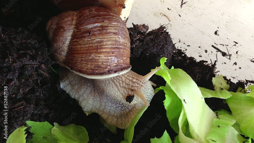 Die Schnecke ist Salatblätter