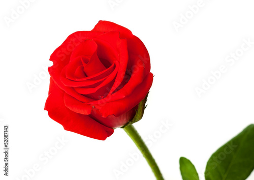 Beautiful red rose.