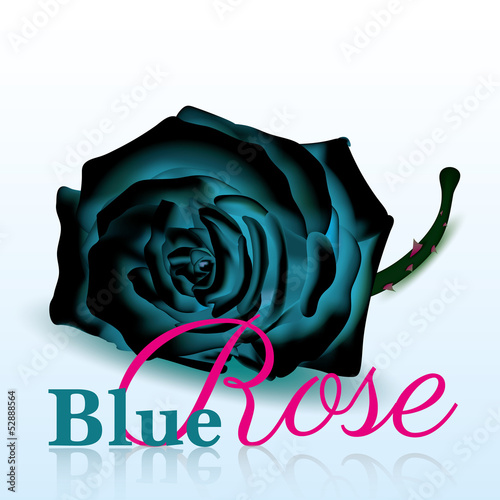 Blue Rose On white Background with Text