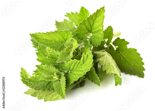 Fresh green leaves of melissa