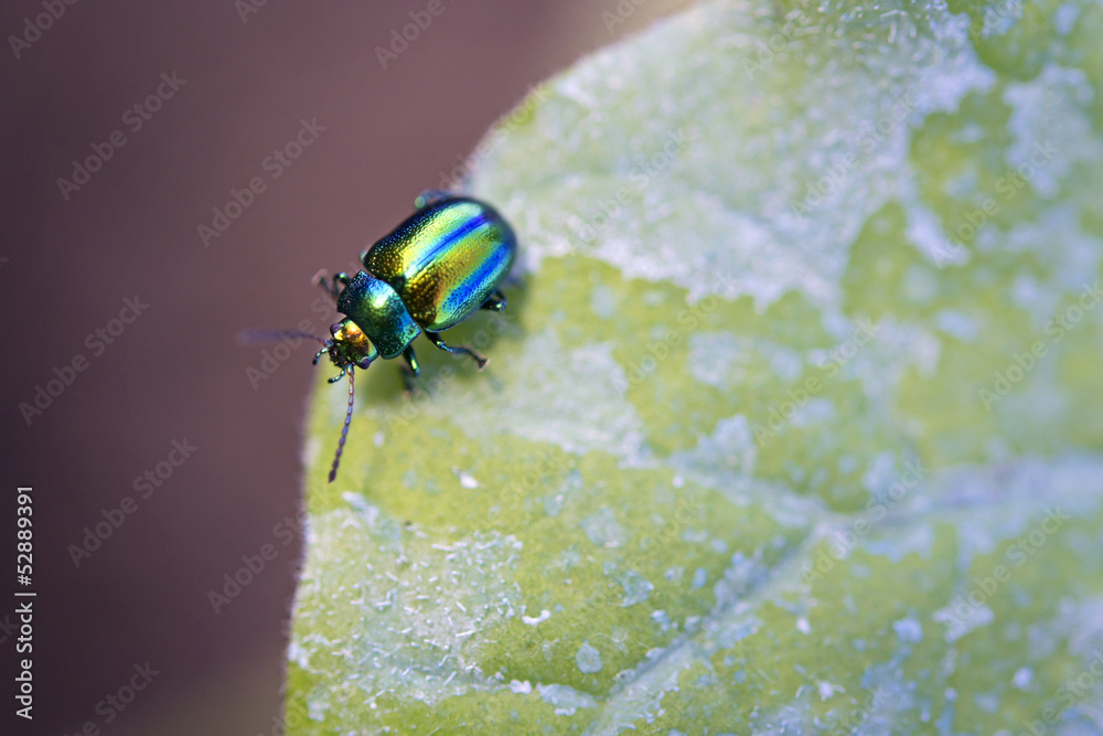 Chrysolina fastuosa macro su foglia di melanzana Chrysolina fastuosa macro su foglia di melanzana