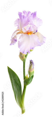 Fototapeta Naklejka Na Ścianę i Meble -  Iris flower. Isolated on white background