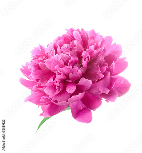 Pink peony. isolated on white